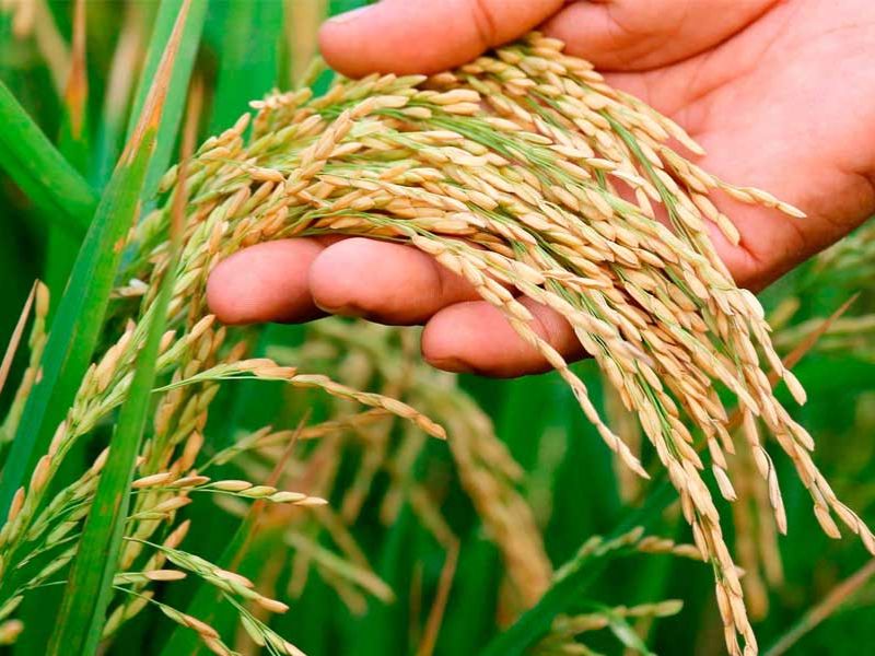 ধানের আরও তিন জাত উদ্ভাবন